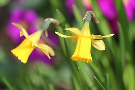 flower-254865__180